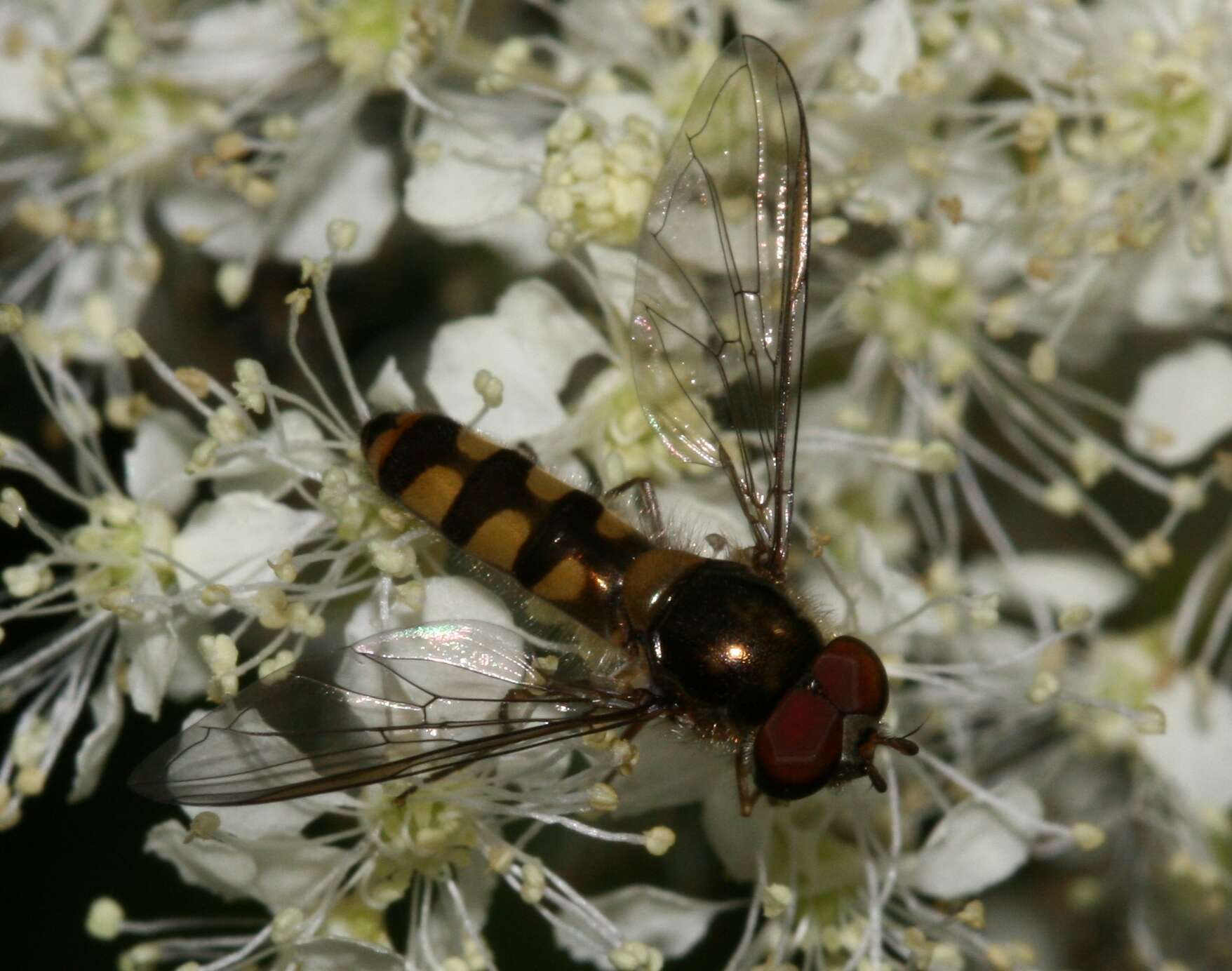 Image of Meliscaeva auricollis (Meigen 1822)