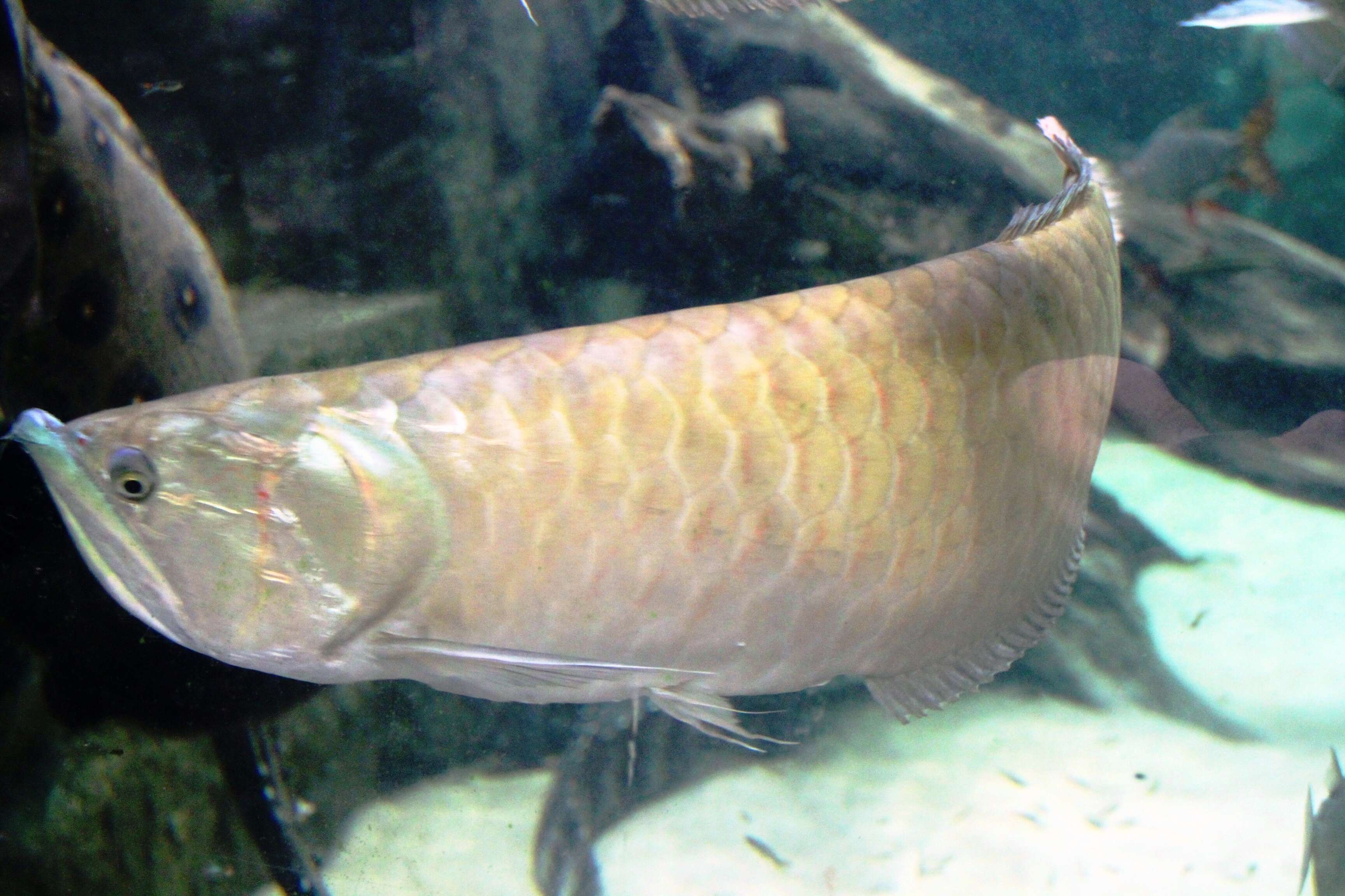 Image of silver arowana