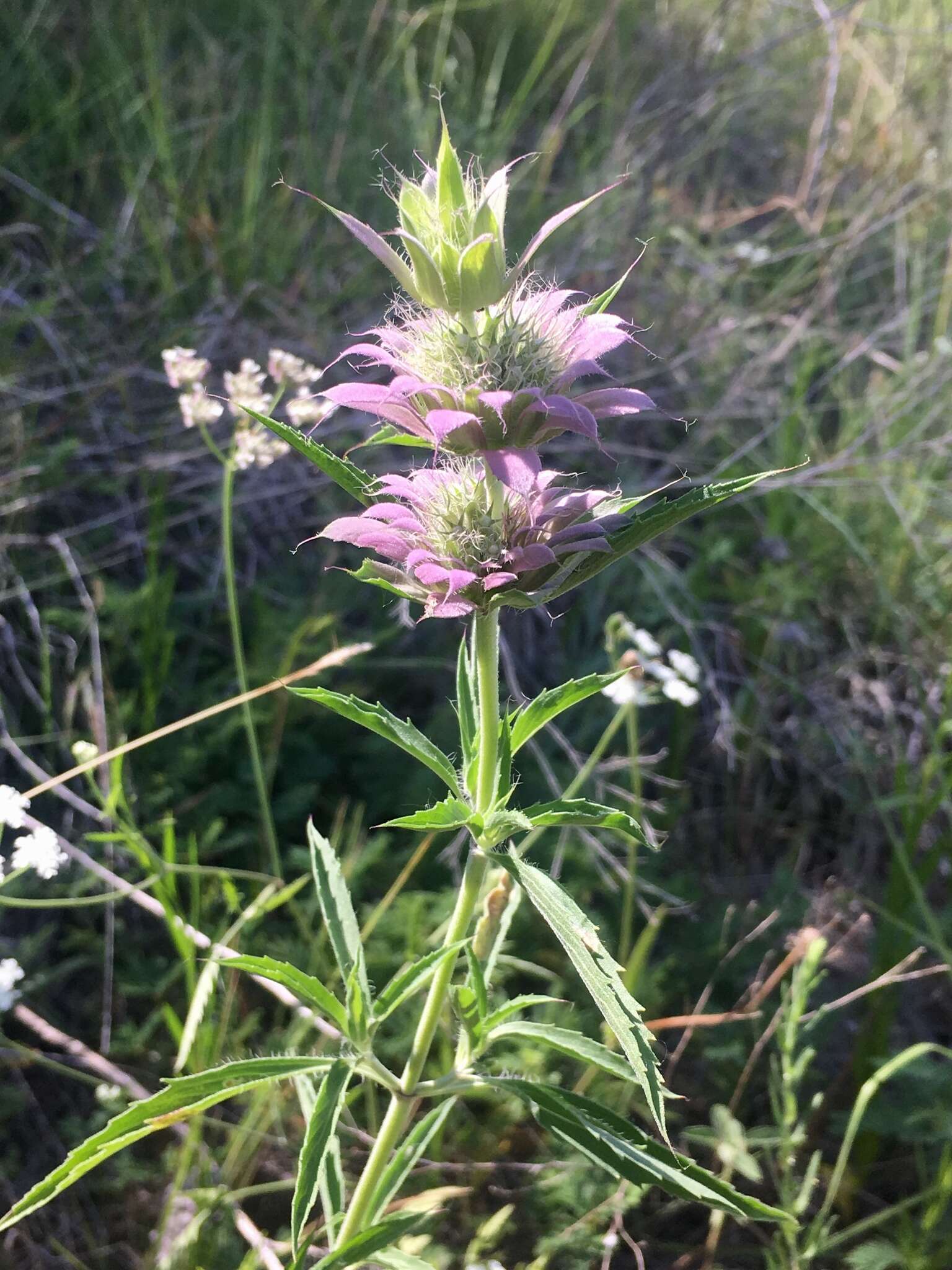 Monarda citriodora var. citriodora resmi