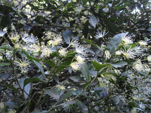 Image of Forest Bush-Cherry