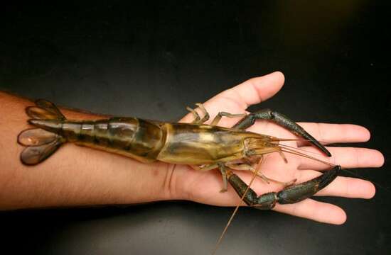 Image of bigclaw river shrimp