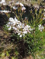 Слика од Gypsophila uralensis Less.