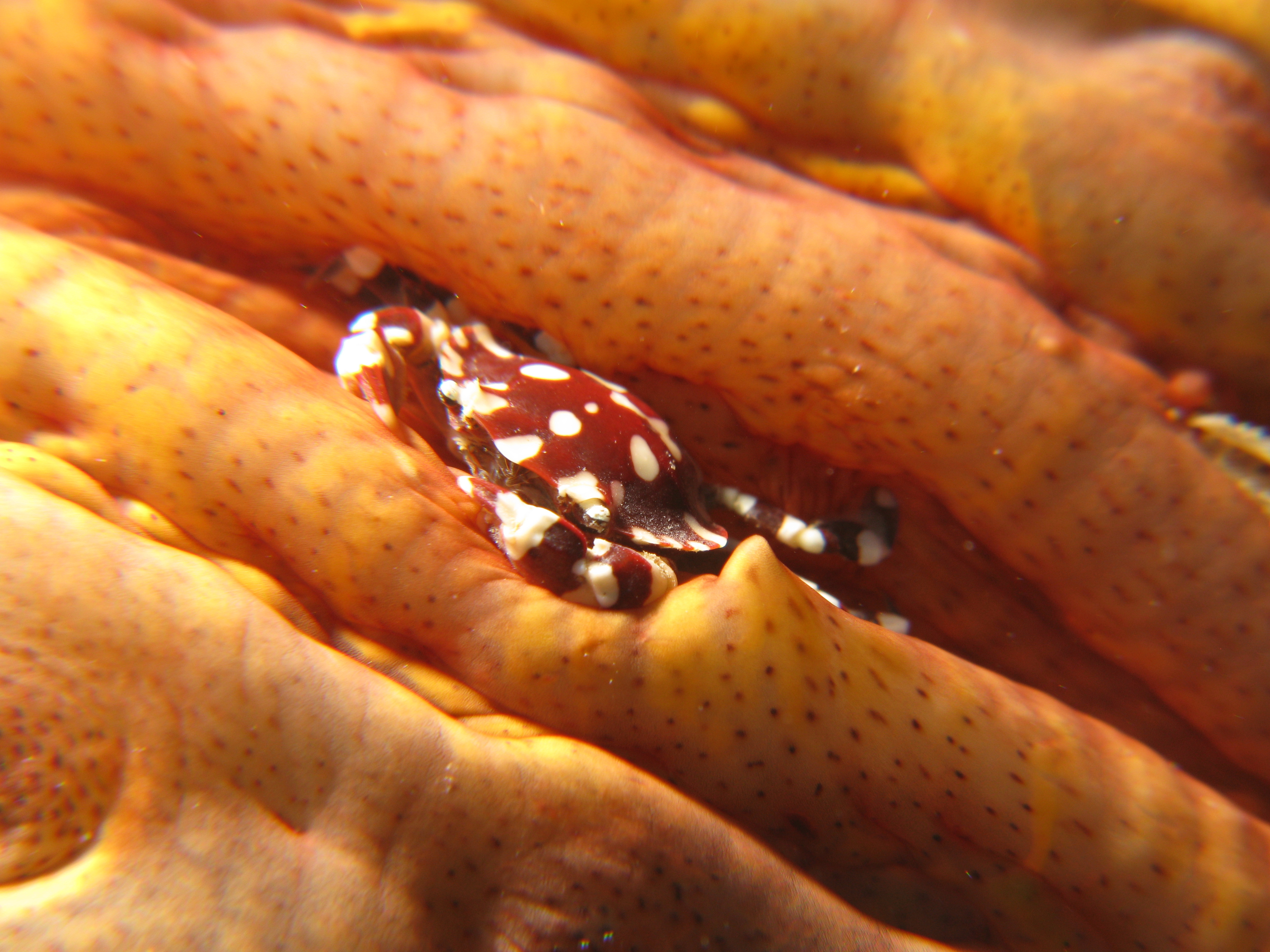 Image of Sea cucumber crab
