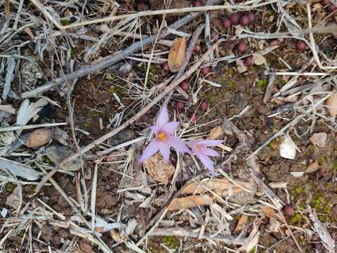 Image of Colchicum stevenii Kunth