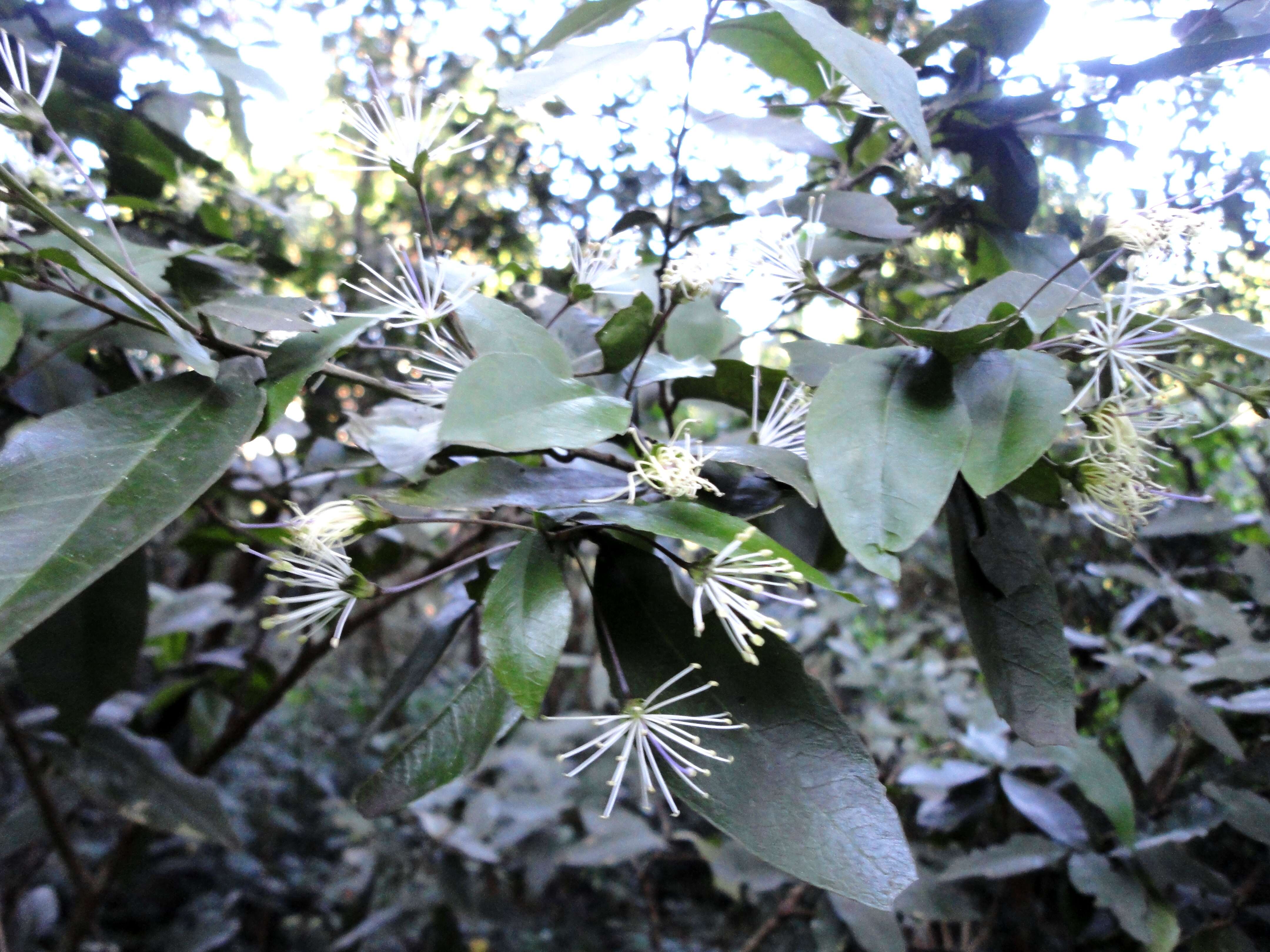 Image of Maerua racemulosa (A. DC.) Gilg & Gilg-Ben.