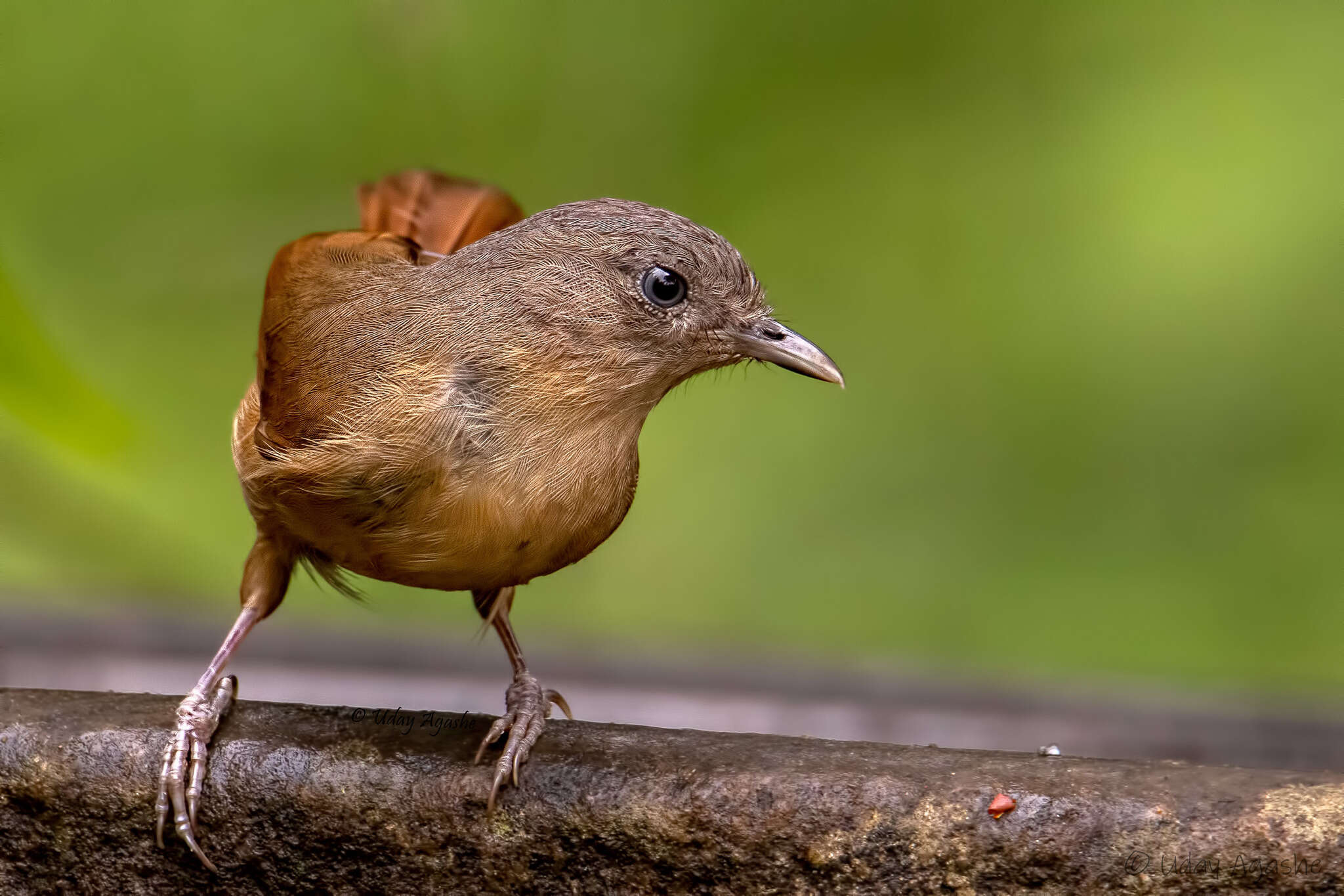 Image of Brown-cheeked Fulvetta