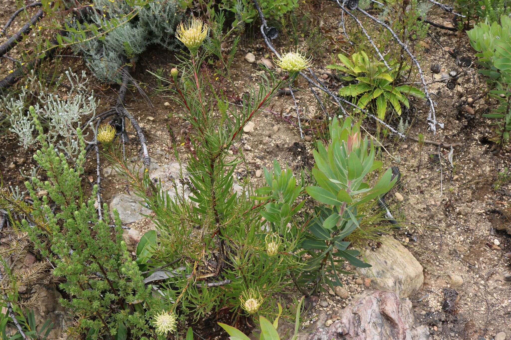 Image of narrow-leaf pincushion