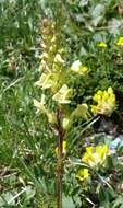 Image of Lousewort