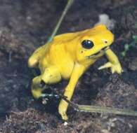 Plancia ëd Phyllobates terribilis Myers, Daly & Malkin 1978