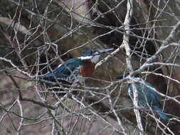 Plancia ëd Chloroceryle amazona (Latham 1790)