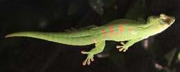 Phelsuma madagascariensis Gray 1831 resmi