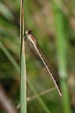 Image of Common Winter Damsel