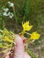 Oenothera clelandii W. Dietrich, P. H. Raven & W. L. Wagner的圖片