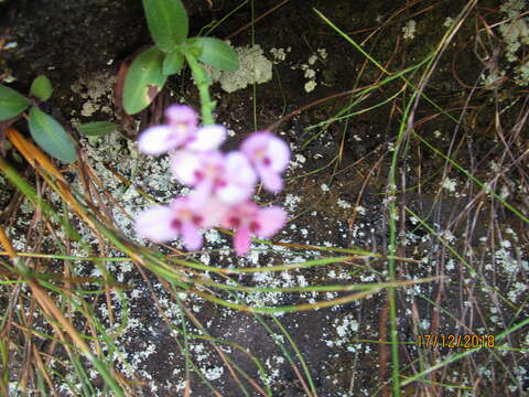 Disa glandulosa Burch. ex Lindl. resmi