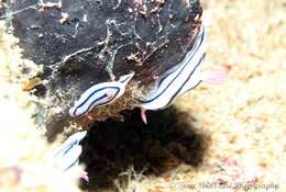 Image de Chromodoris lochi Rudman 1982