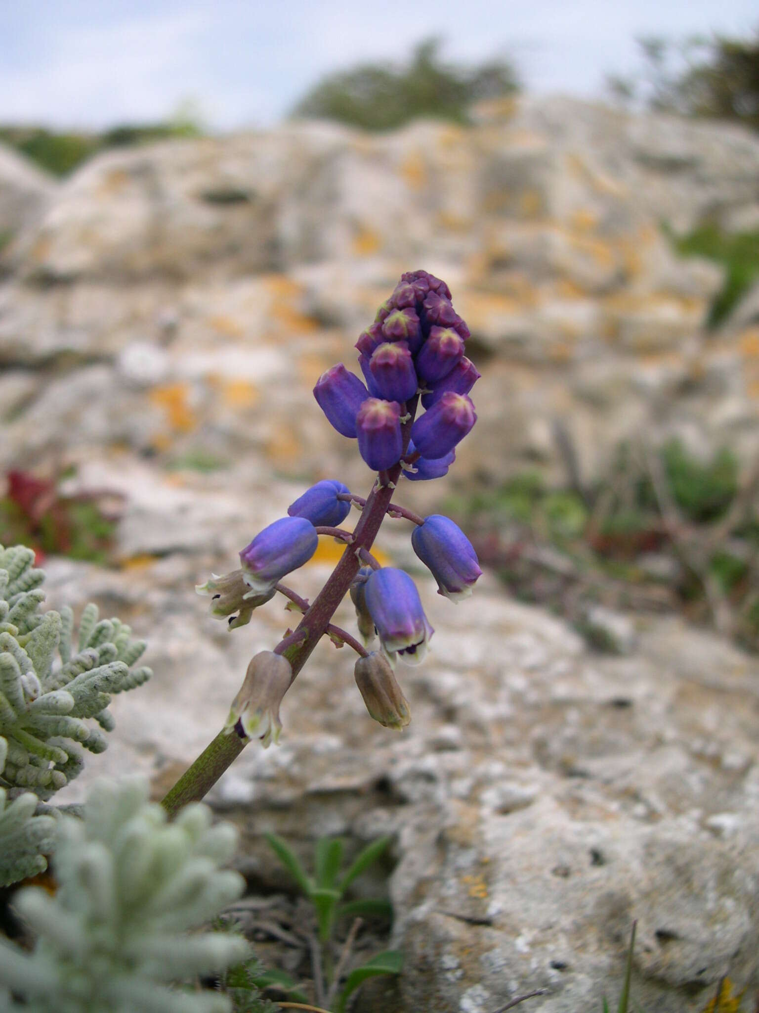 Image of Bellevalia dubia subsp. hackelii (Freyn) Feinbrun