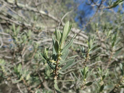 Image of Diospyros pubescens Pers.