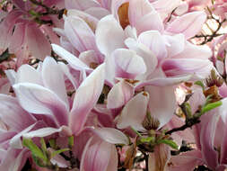 Image of Magnolia liliiflora Desr.