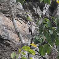 Image of Yellow-rumped Honeyguide