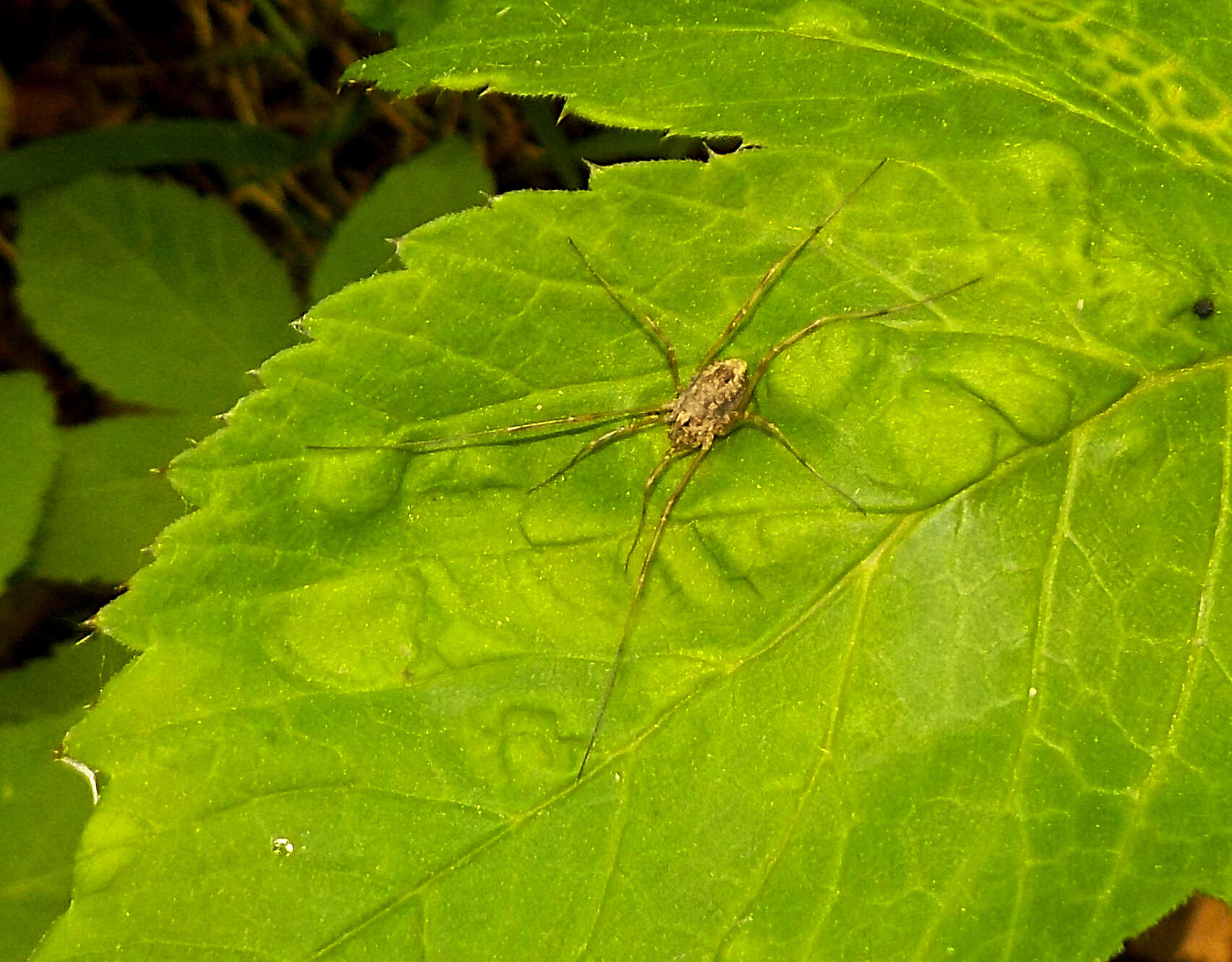 Image de Rilaena triangularis Herbst 1799