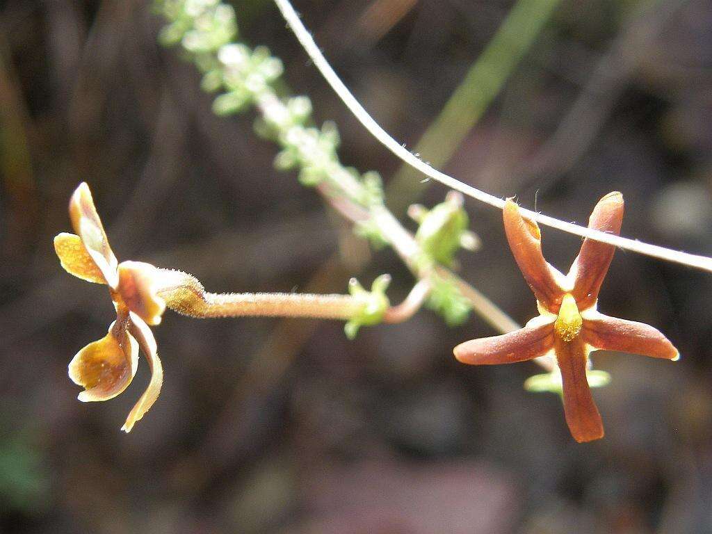 Image de Jamesbrittenia atropurpurea subsp. atropurpurea