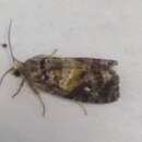 Image of Tortricid moth