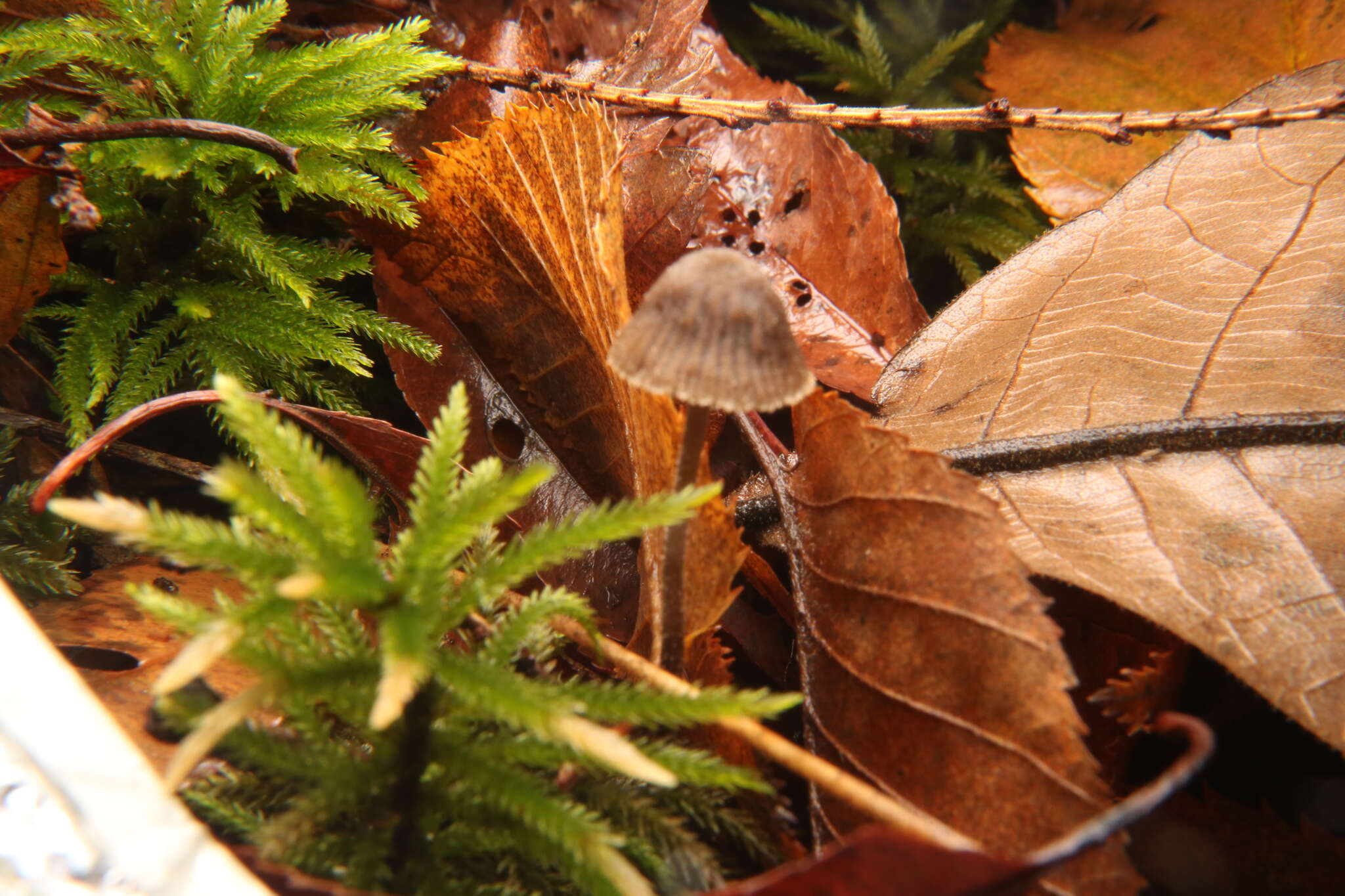 Image de Entoloma dysthales (Peck) Sacc. 1891