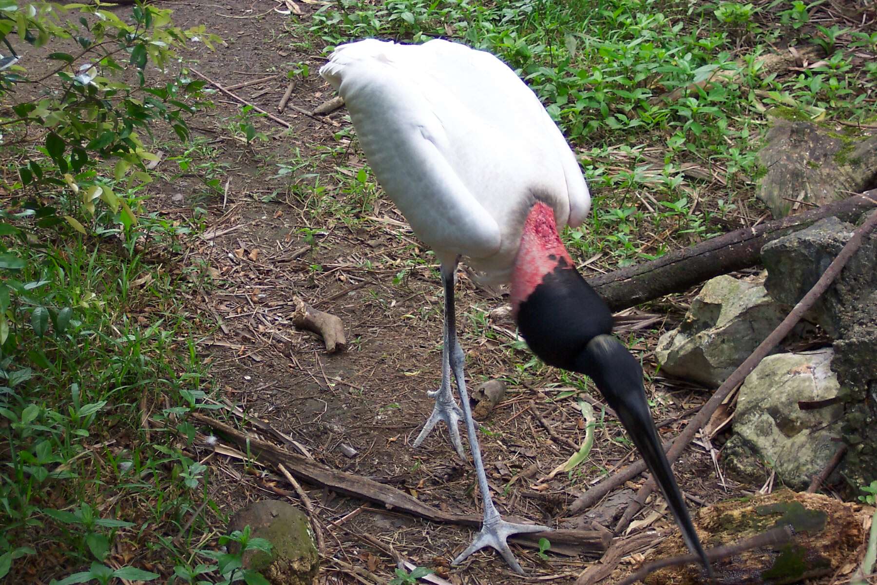 Image de Jabiru Hellmayr 1906