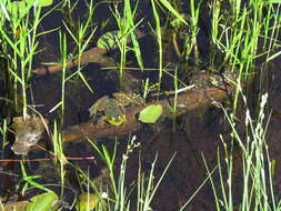 Image of Mink Frog