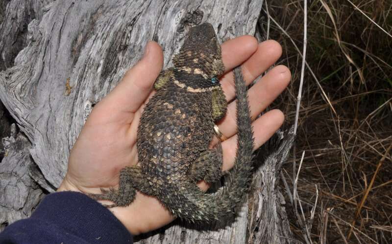 Image of Blue Spiny Lizard