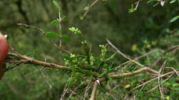 Image de Korthalsella lindsayi var. clavata (Kirk) Danser