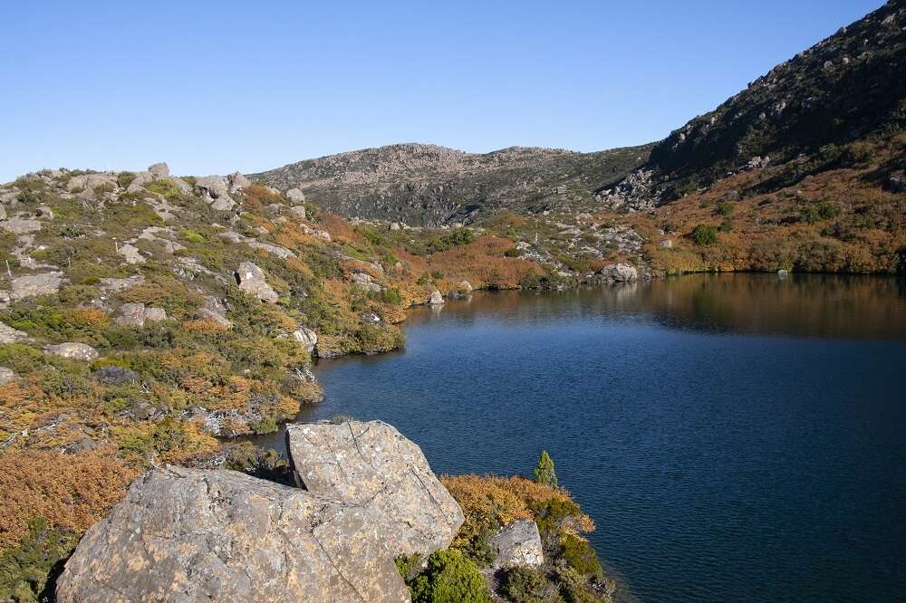 Image of Nothofagus gunnii (Hook. fil.) Oerst.