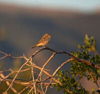 Image of Isabeline Shrike