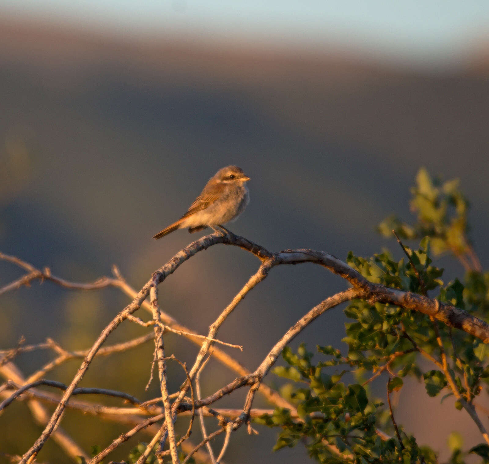 Image of Isabeline Shrike