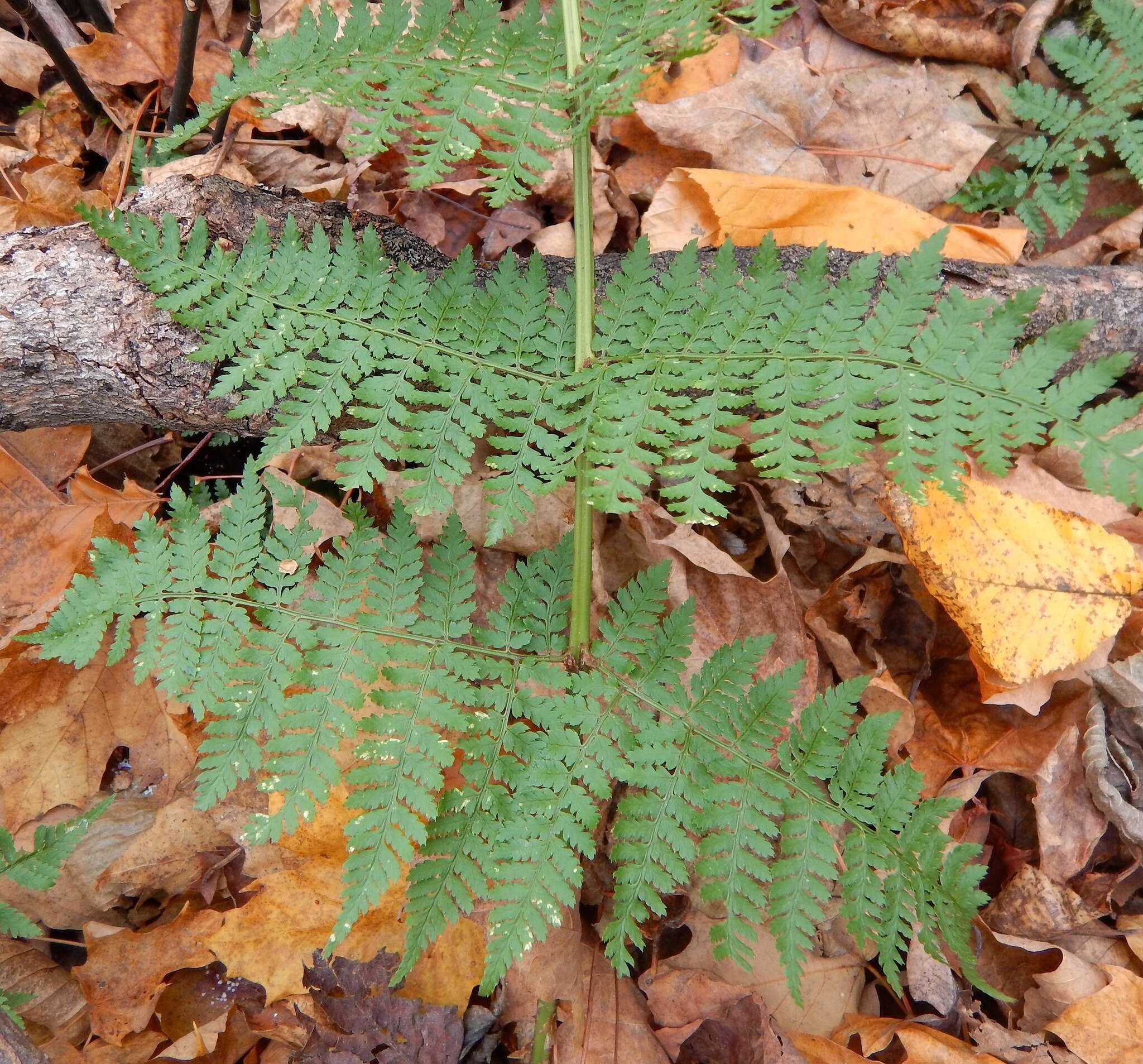 Image of mountain woodfern