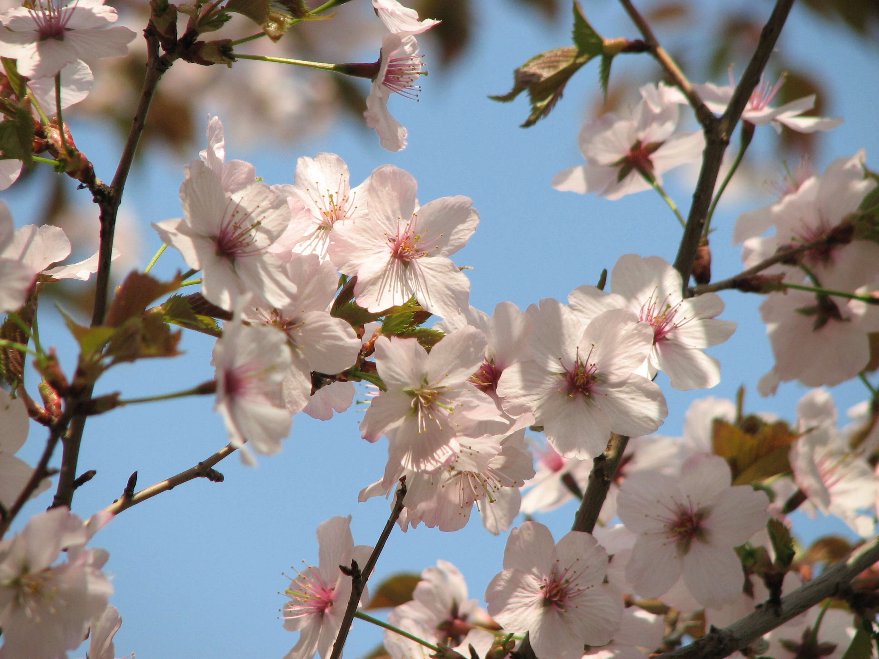 Prunus incisa C. P. Thunb. ex A. Murray resmi