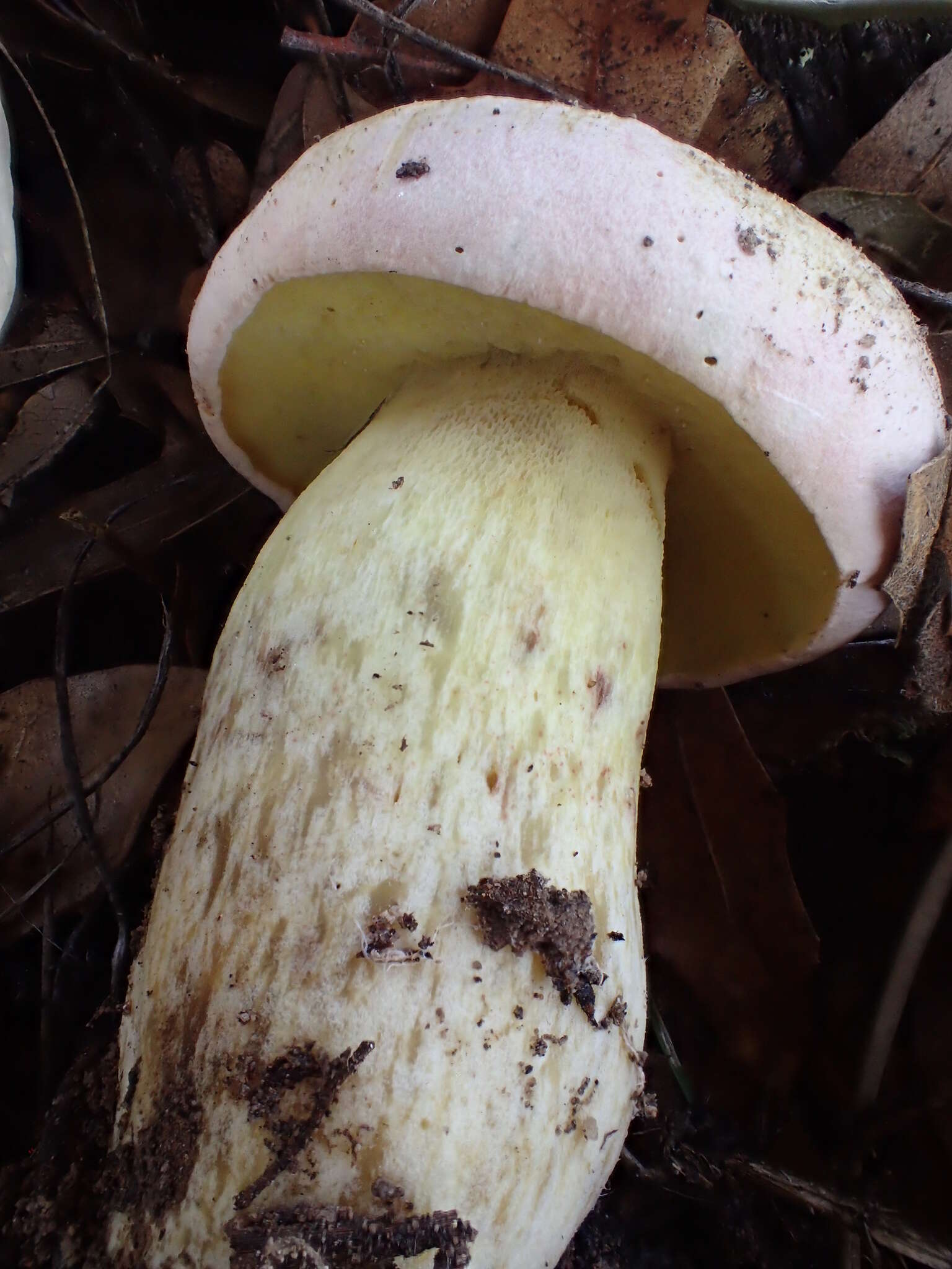 Butyriboletus pulchriceps (Both, Bessette & R. Chapm.) Kuan Zhao & Zhu L. Yang 2015的圖片