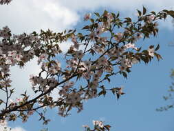 Prunus incisa C. P. Thunb. ex A. Murray resmi