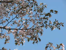 Prunus incisa C. P. Thunb. ex A. Murray resmi