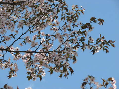 Imagem de Prunus incisa C. P. Thunb. ex A. Murray