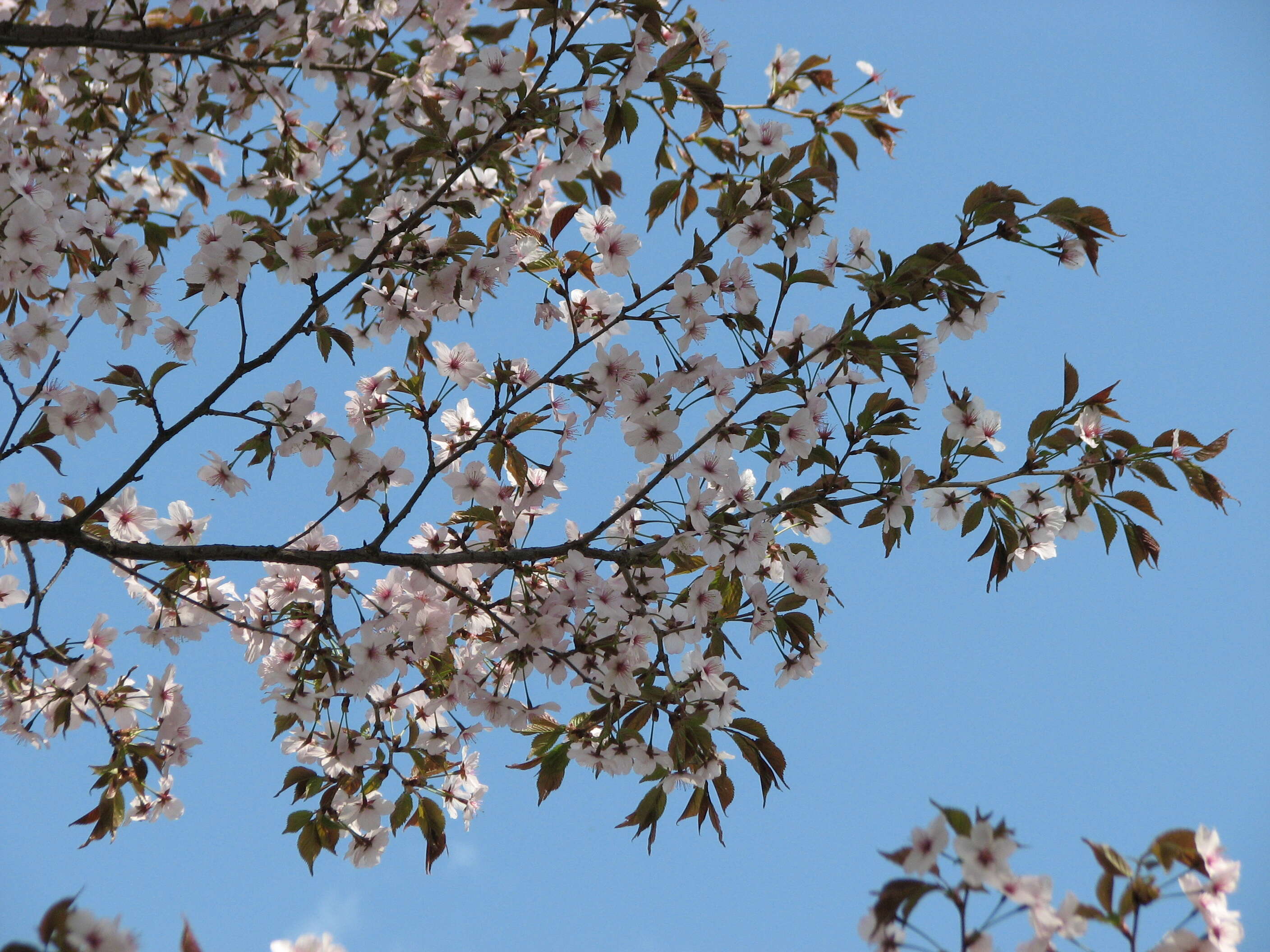 Prunus incisa C. P. Thunb. ex A. Murray resmi