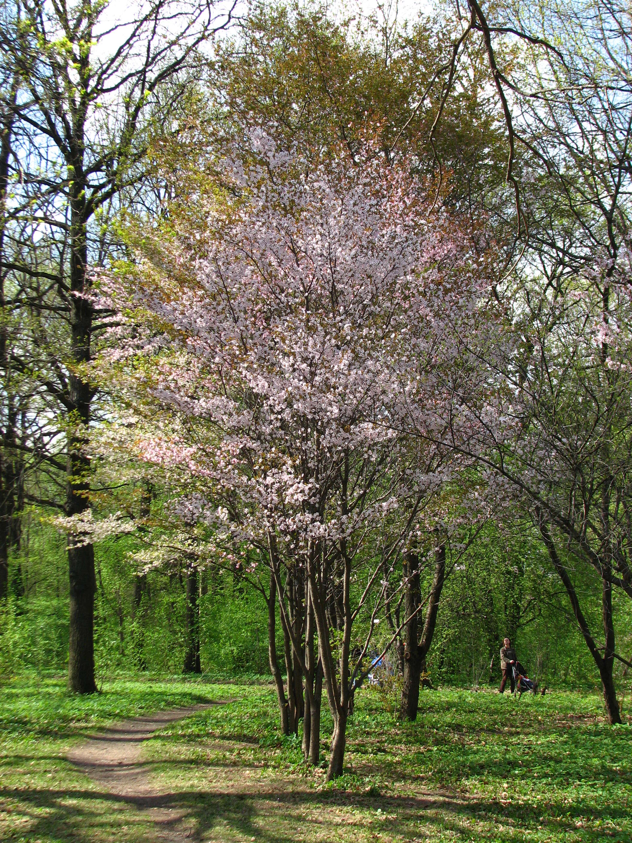 Prunus incisa C. P. Thunb. ex A. Murray resmi