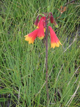 Image of Blandfordia grandiflora R. Br.