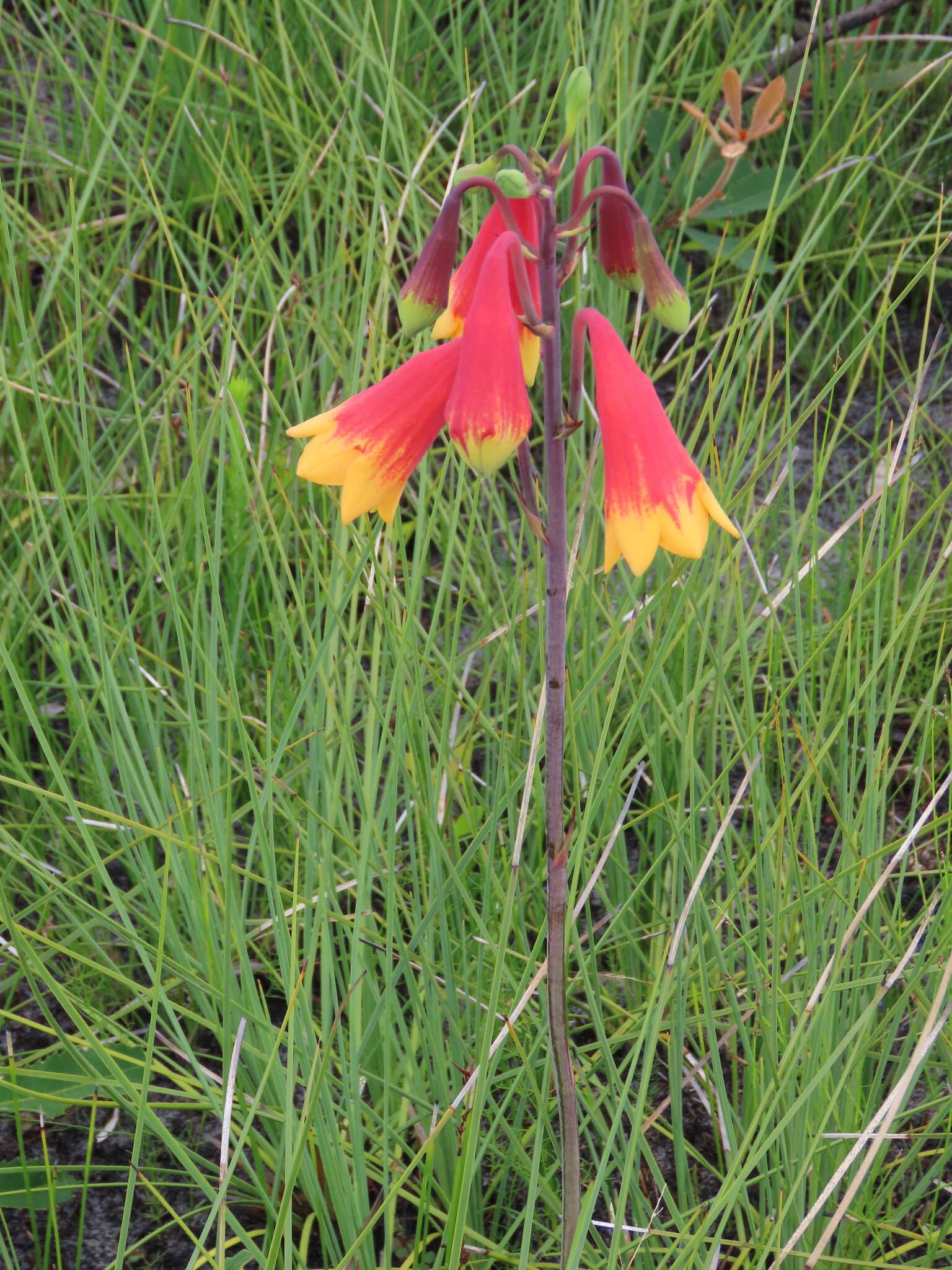 Слика од Blandfordia grandiflora R. Br.