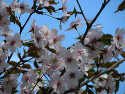 Prunus incisa C. P. Thunb. ex A. Murray resmi