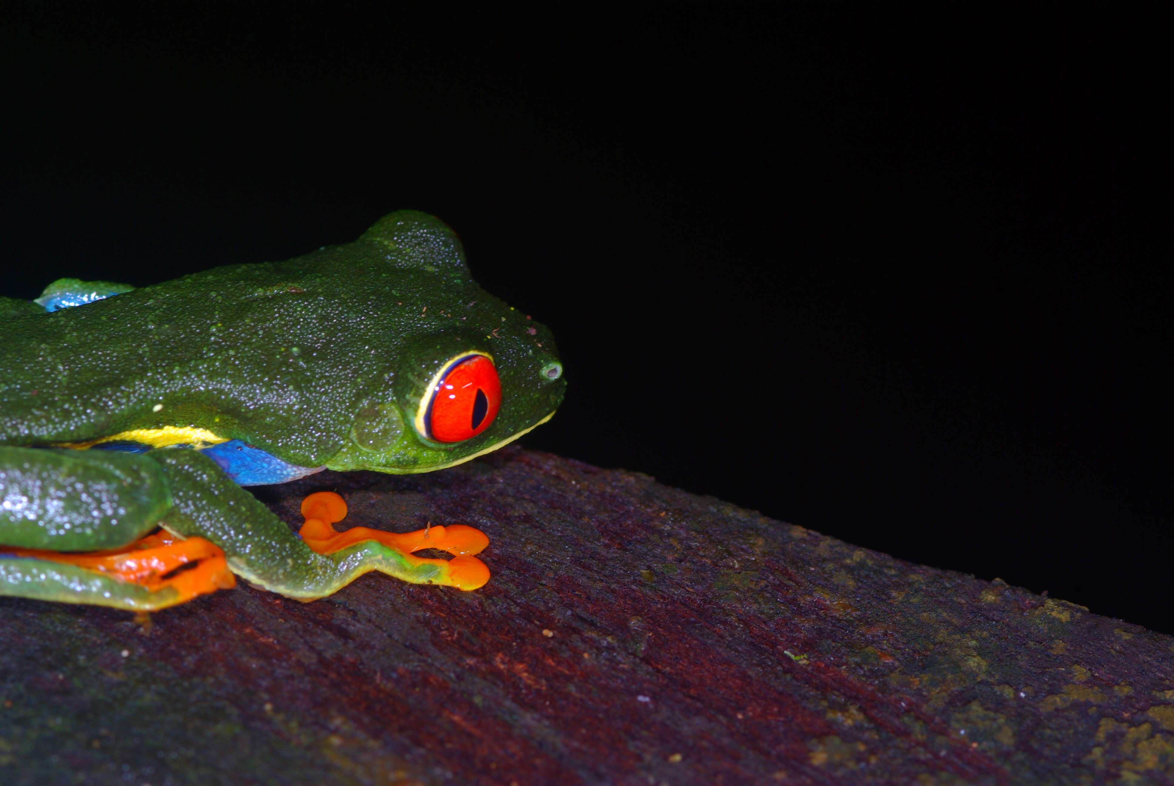 Image of Red-eyed Leaf frog