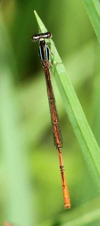 Sivun Agriocnemis falcifera Pinhey 1959 kuva