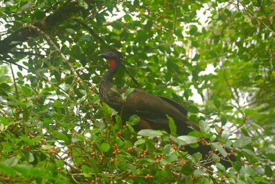 Image of Crested Guan