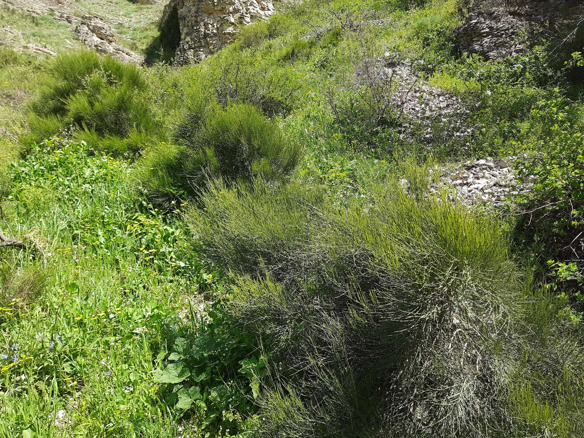 Image of Ephedra procera C. A. Mey.