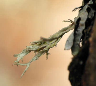 Image of cartilage lichen